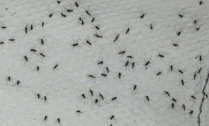 Argentina: registran una alarmante invasión de mosquitos en Buenos Aires - Unicanal