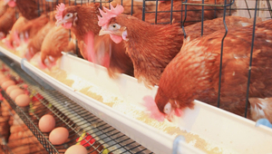 Aumento de la demanda y baja producción hacen que el precio del huevo suba | 1000 Noticias