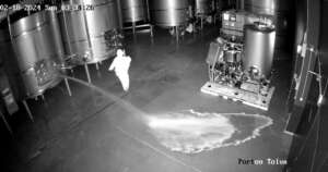 La Nación / España: desperdician 60.000 litros de vino