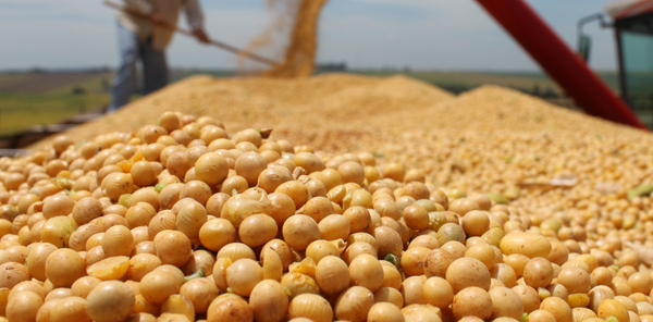 Granos de soja y derivados inyectaron a la economía USD 338 millones en enero