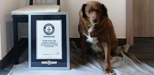 Bobi se queda sin el récord del perro más viejo del mundo por falta de pruebas de su edad
