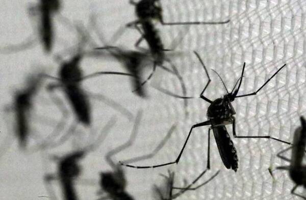 [VIDEO] ¡Invasión de mosquitos ashá! ¡Por favor que no lleguen acá!