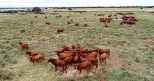 La Nación / Senacsa lanzó aplicación para monitoreo de transporte de ganado