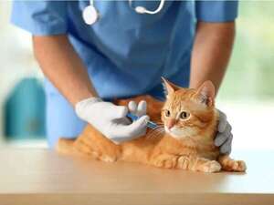 AUTOCAN en Capiatá: vacunación antirrábica gratuita para mascotas este viernes - Mascotas - ABC Color