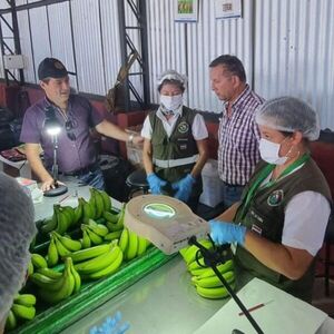 Ultiman detalles para exportación de banana a Chile y recuerdan lineamientos para importadores de frutihortícolas - MarketData