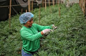Parlamento alemán a favor de la legalización controlada del cannabis | 1000 Noticias