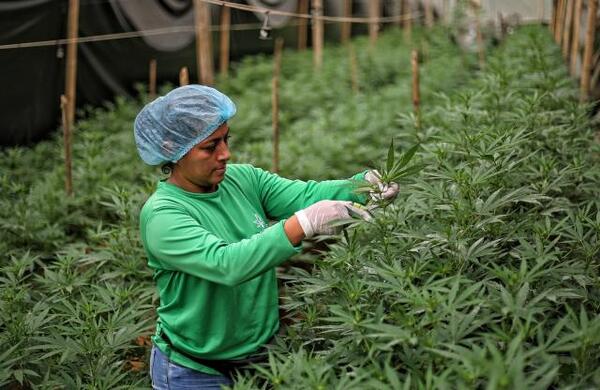 Parlamento alemán a favor de la legalización controlada del cannabis | 1000 Noticias