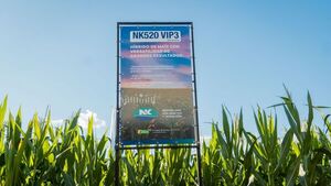 NK anticipa en Agroshow Copronar un super lanzamiento en híbridos