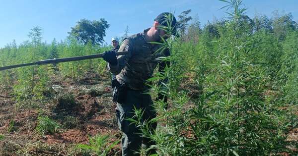 Diario HOY | SENAD anula producción de más de 15 toneladas de marihuana en Canindeyú