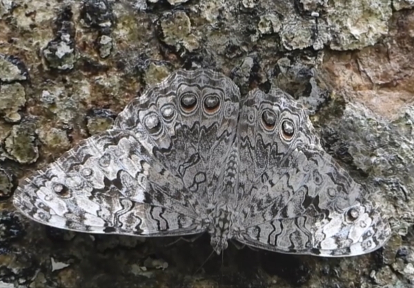 SNT Al Natural: Un jardín de seres alados - SNT