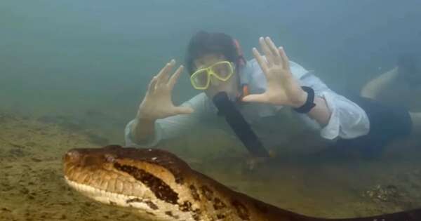 Diario HOY | VIDEO| Descubren nueva especie de anaconda gigante en el Amazonas