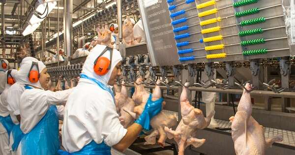 La Nación / Senacsa avanza para ingresar a Taiwán con carne aviar