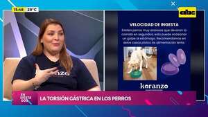 Video: la torsión gástrica en los perros - Ensiestados - ABC Color