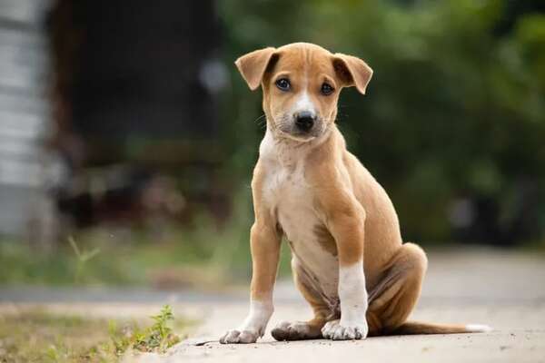 Por estas razones es más recomendable adoptar un perro que comprarlo - Mascotas - ABC Color