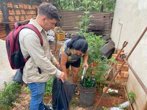 Con mingas ambientales redoblan esfuerzos ante repunte de casos de dengue en Alto Paraná | DIARIO PRIMERA PLANA