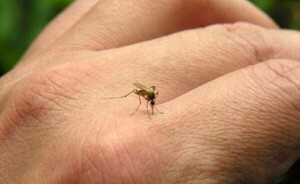 Instan a tener actitud preventiva frente al dengue