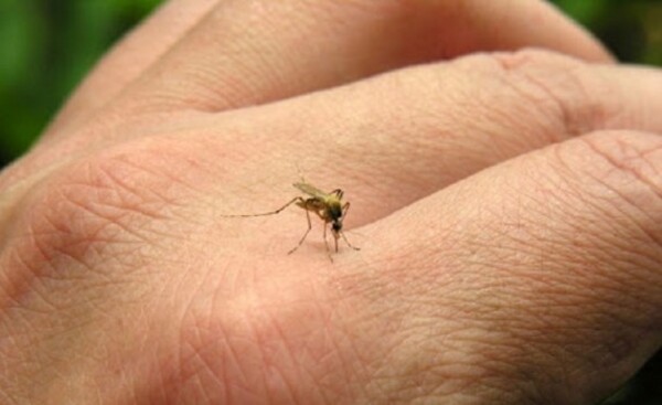 Instan a tener actitud preventiva frente al dengue