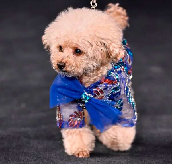 Mascotas: alta costura para perros - Mascotas - ABC Color