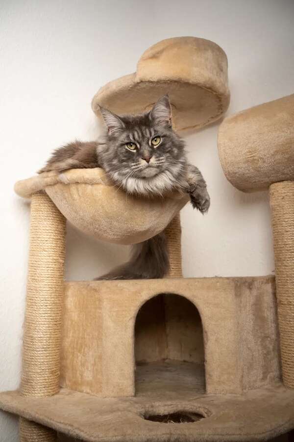 Deco: convivencia con gatos - ABC Revista - ABC Color