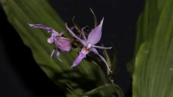 Descubren una nueva especie de orquídea en el sur de China