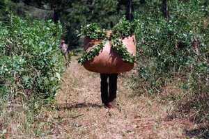 PRODUCCIÓN DE YERBA MATE PARAGUAYA GENERA EMPLEO A 55.000 FAMILIAS DEL PAÍS - Itapúa Noticias