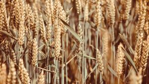 Trigo en alza, maíz en baja: exportaciones de cereales con realidades contrastantes en el arranque del 2024