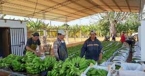 La Nación / Banana paraguaya a Chile, a punto de concretarse, afirman