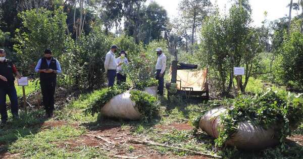 La Nación / Yerba mate local se enviará a Malta, Emiratos Árabes Unidos y Siria