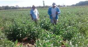 Reglamento 1115: pequeños productores temen recibir menor precio por su soja - Nacionales - ABC Color
