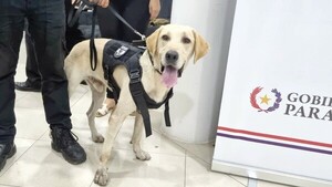 Sora, el jagua agente que persigue a narcos
