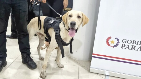 Sora, el jagua agente que persigue a narcos