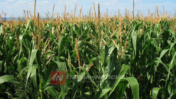 ALERTAN SOBRE OCURRENCIA DE PLAGAS EN EL MAÍZ ZAFRIÑA DEBIDO AL FENÓMENO EL NIÑO - Itapúa Noticias