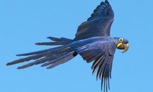 Conozca más del papagayo azul | Telefuturo
