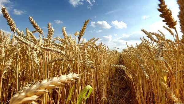 Capeco califica de buena la producción de soja maíz y trigo