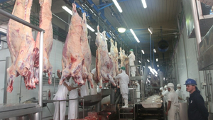 Arabia Saudita habilita nuevos frigoríficos paraguayos para exportación de carne bovina