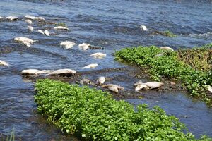 MADES investiga mortandad de peces en Arroyo Ytay - trece