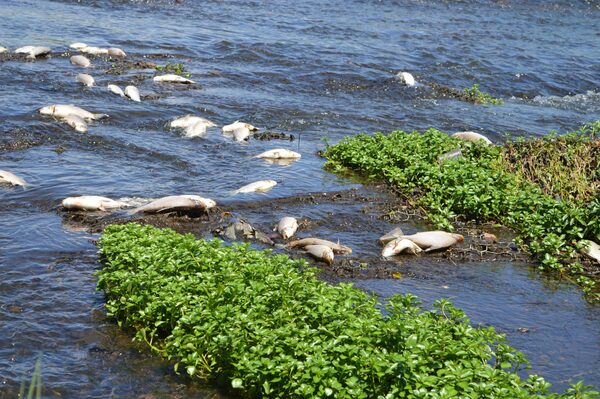 MADES investiga mortandad de peces en Arroyo Ytay - trece