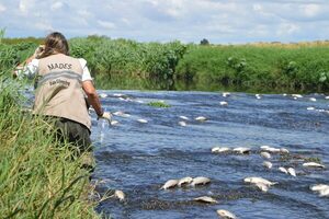 Funcionarios del Mades verifican arroyo Ytay por mortandad de peces - Unicanal
