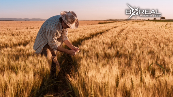 CAPECO reporta notable aumento de más del 100% en envíos de trigo - Unicanal