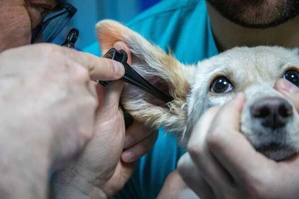 Mascotas: Otitis frecuente en perros y poco común en gatos - Mascotas - ABC Color