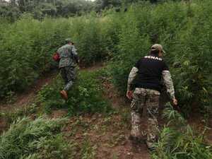 Despliegan operativo contra estructuras del narcotráfico en Amambay | 1000 Noticias
