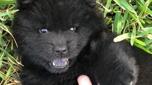 Ladrón se lleva un perro chow chow para obtener a cambio drogas