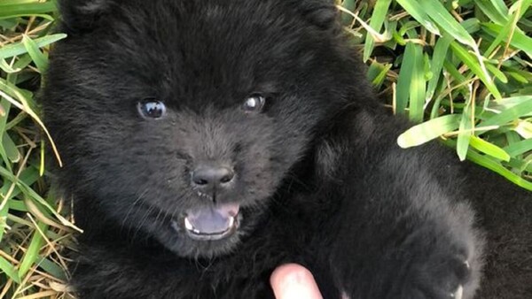 Ladrón se lleva un perro chow chow para obtener a cambio drogas