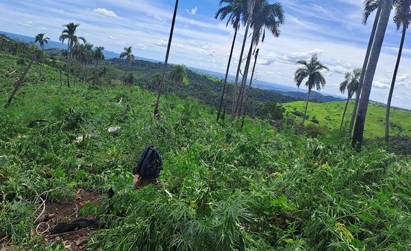SENAD y la FTC despliegan operativo contra estructuras del narcotráfico en Amambay