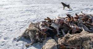 La Nación / Frío extremo mata 2 millones de cabezas de ganado en Mongolia