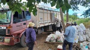 Pequeños productores de Cordillera comercializan 100.000 kilos de mandioca a mejor precio - .::Agencia IP::.