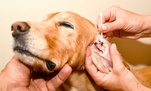 Prevenir la otitis en los perros | Telefuturo