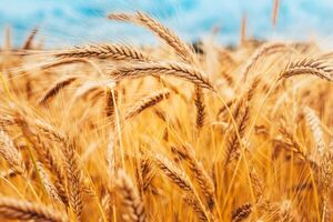 Exportaciones de trigo aumentaron en más de 18.000 toneladas en enero - MarketData