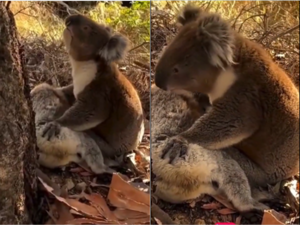 (VIDEO). Koala llora y abraza el cuerpo de su compañera muerta