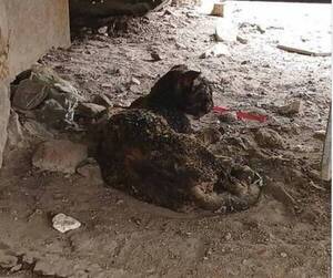 ¡Ma'ena! Piden ayuda para michis que quedaron mal por el incendio en Sajonia
